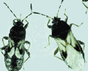 magnified image of hariy chinch bug