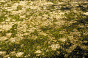 image of snow moulds on lawn